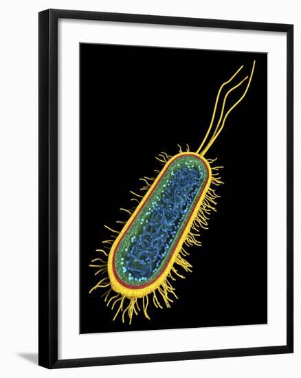 E. Coli Bacterium, Artwork-PASIEKA-Framed Photographic Print