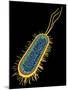 E. Coli Bacterium, Artwork-PASIEKA-Mounted Photographic Print