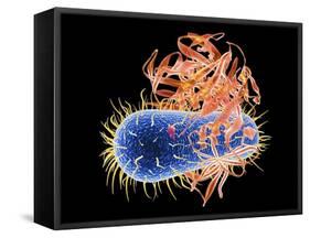 E. Coli EHEC Bacteria, Computer Artwork-PASIEKA-Framed Stretched Canvas