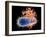 E. Coli EHEC Bacteria, Computer Artwork-PASIEKA-Framed Photographic Print