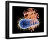 E. Coli EHEC Bacteria, Computer Artwork-PASIEKA-Framed Photographic Print