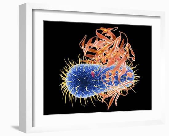 E. Coli EHEC Bacteria, Computer Artwork-PASIEKA-Framed Photographic Print