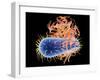 E. Coli EHEC Bacteria, Computer Artwork-PASIEKA-Framed Photographic Print