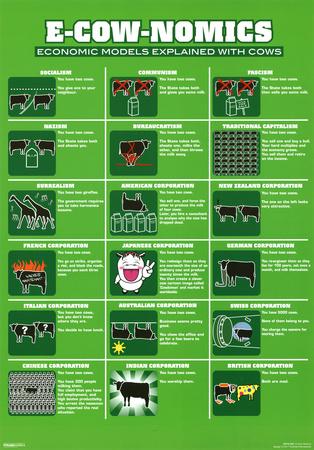 Cattle Posters at AllPosters.com