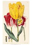 Pubescent-Stalked Tulip (1823 - 1829)-E^ Dalton Smith & Robert Sweet-Laminated Art Print