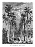 Botanical Garden, Saint-Pierre, Martinique, 19th Century-E de Berard-Mounted Giclee Print