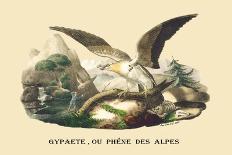 Gypaete, Ou Phene des Alpes-E.f. Noel-Art Print