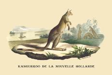 Kangouroo de la Nouvelle Hollande-E.f. Noel-Art Print