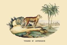 Tigre d'Afrique-E.f. Noel-Art Print