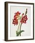 E.F. Seedling Amaryllus, May 1824-Priscilla Susan Bury-Framed Giclee Print