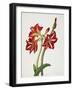 E.F. Seedling Amaryllus, May 1824-Priscilla Susan Bury-Framed Giclee Print