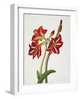 E.F. Seedling Amaryllus, May 1824-Priscilla Susan Bury-Framed Giclee Print