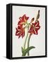 E.F. Seedling Amaryllus, May 1824-Priscilla Susan Bury-Framed Stretched Canvas