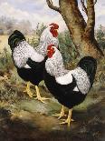 A Silver Wyandotte Cockerel-E. G. Wippell-Giclee Print