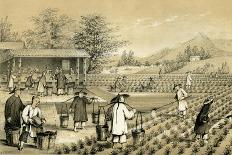 Culture and Preparation of Tea, China, 1847-E Gilks-Giclee Print