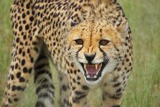 Cheetah Snarl-E.H.B.-Laminated Photographic Print