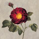 Yellow Peony-E. Lopez-Art Print