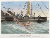 Calmar de Bouyer Giant Squid Caught by the French Vessel "Alecto" off Tenerife Canary Islands-E. Rodolphe-Laminated Art Print