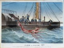 Calmar de Bouyer Giant Squid Caught by the French Vessel "Alecto" off Tenerife Canary Islands-E. Rodolphe-Stretched Canvas