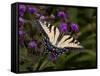 E. Tiger Swallowtail Butterfly-Lynn M^ Stone-Framed Stretched Canvas