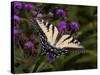 E. Tiger Swallowtail Butterfly-Lynn M^ Stone-Stretched Canvas