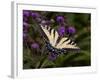 E. Tiger Swallowtail Butterfly-Lynn M^ Stone-Framed Photographic Print