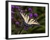 E. Tiger Swallowtail Butterfly-Lynn M^ Stone-Framed Photographic Print