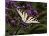 E. Tiger Swallowtail Butterfly-Lynn M^ Stone-Mounted Photographic Print