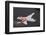 EA-18G GROWLER WITH JAMMING PODS-null-Framed Art Print