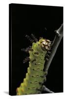 Eacles Imperialis (Imperial Moth) - Caterpillar Portrait-Paul Starosta-Stretched Canvas