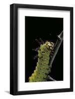 Eacles Imperialis (Imperial Moth) - Caterpillar Portrait-Paul Starosta-Framed Photographic Print