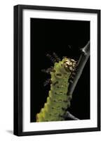 Eacles Imperialis (Imperial Moth) - Caterpillar Portrait-Paul Starosta-Framed Photographic Print