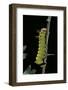 Eacles Imperialis (Imperial Moth) - Caterpillar-Paul Starosta-Framed Photographic Print