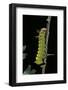 Eacles Imperialis (Imperial Moth) - Caterpillar-Paul Starosta-Framed Photographic Print