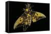 Eacles Imperialis (Imperial Moth)-Paul Starosta-Framed Stretched Canvas