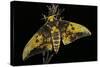 Eacles Imperialis (Imperial Moth)-Paul Starosta-Stretched Canvas