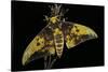 Eacles Imperialis (Imperial Moth)-Paul Starosta-Stretched Canvas