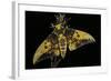 Eacles Imperialis (Imperial Moth)-Paul Starosta-Framed Photographic Print