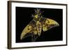 Eacles Imperialis (Imperial Moth)-Paul Starosta-Framed Photographic Print