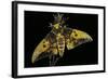 Eacles Imperialis (Imperial Moth)-Paul Starosta-Framed Photographic Print