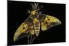 Eacles Imperialis (Imperial Moth)-Paul Starosta-Mounted Photographic Print