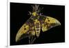 Eacles Imperialis (Imperial Moth)-Paul Starosta-Framed Photographic Print