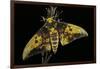 Eacles Imperialis (Imperial Moth)-Paul Starosta-Framed Photographic Print