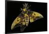 Eacles Imperialis (Imperial Moth)-Paul Starosta-Framed Photographic Print