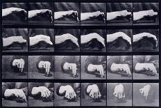 A Motion Study of a Hand, C.1872-1885-Eadweard Muybridge-Giclee Print