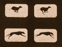 Greyhound, Running 'Animal Locomotion' Series, C.1881-Eadweard Muybridge-Framed Giclee Print