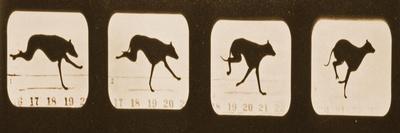 Greyhound, Running 'Animal Locomotion' Series, C.1881-Eadweard Muybridge-Giclee Print