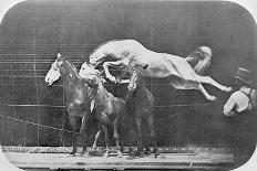 Jockey on a Galloping Horse, Plate 627 from "Animal Locomotion," 1887-Eadweard Muybridge-Giclee Print