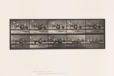 Plate 702. Gnu; Bucking and Galloping, 1885 (Collotype on Paper) Giclee ...