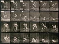 Album sur la décomposition du mouvement : "Animal locomotion". Le Perroquet volant-Eadweard Muybridge-Giclee Print